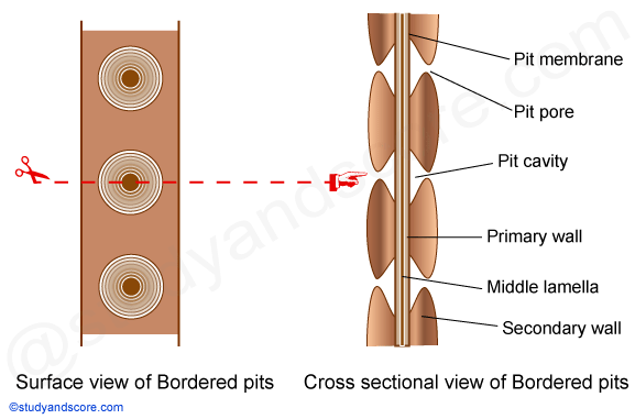 bordered pits, pit cavity, pit membrane, pit pore, middle lamellae, secodary cell wall, primary cell wall